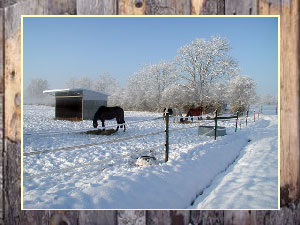 Les chevaux au pré avec abri en hiver